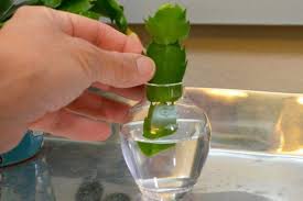 Tipo de suelo y abono para el. Reproducir El Cactus De Navidad Por Esquejes De Hoja Cactus De Navidad Propagacion De Plantas Suculentas Propagar Plantas Suculentas