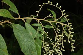 Image result for Vernonanthura