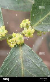 Image result for Mystroxylon