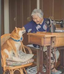 陪伴是最深情的告白 老人與狗狗照片 再一次爆紅網路 japanese dogs shiba inu cute dogs