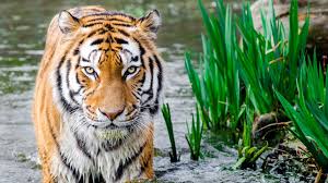 1920x1080 Bengal Tiger Wallpaper Full Hd Data Id Bengal Tiger Hd 1920x1080 Wallpaper Teahub Io