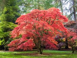 We did not find results for: Planting A Japanese Maple Tree Tips On Growing And Caring For Japanese Maples