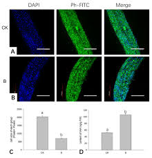 The plant cell publishes novel research of special significance in plant biology, especially in the areas of cellular biology, molecular biology, biochemistry, Scielo Brasil Actin Filaments Altered Distribution In Wheat I Triticum Aestivum I Bending Root To Respond To Enhanced Ultraviolet B Radiation Actin Filaments Altered Distribution In Wheat I Triticum Aestivum I Bending Root To Respond
