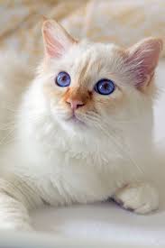 You Didn T Need That Arm Or That Leg Stop Screaming Pathetic Human Cats Birman Cat Pretty Cats