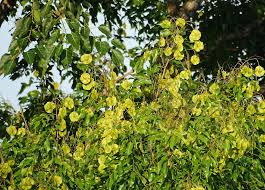 Image result for Pterocarpus