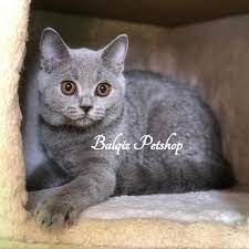 Foldex Scottish Fold Exo Non Mybronie Petshop Admin2 Facebook
