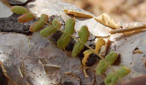 Image result for Aeollanthus myrianthus