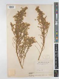 Image result for Laggera decurrens