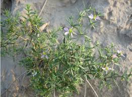 Image result for Fagonia