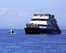 Take The San Juan Clipper To Friday Harbor And Experience The Salish Sea Wildlife Along The Way Photo By Barry Stewa Whale Watching Whale Watching Tours Whale