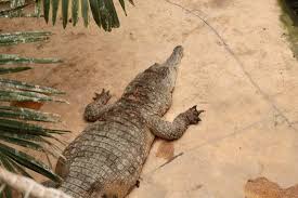 Please choose a different date. Biotropica La Serre Zoologique Picture Of Les Jardins Animaliers Biotropica Val De Reuil Tripadvisor
