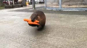 Watch This Adorable Video Of A Beaver Carrying A Bunch Of Carrots