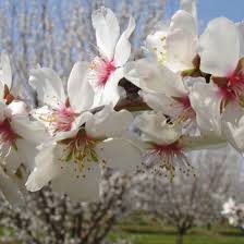 Almond orchard study area in california's central valley. Almond Trees On The Blossom Trail Fresno County Ca Fresno County Almond Blossom California Dreaming