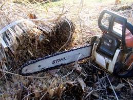 Family Tree How To Prune Pampas Grass The Easy Way Without The Mess Pampas Grass Landscape Pampas Grass Care Pampas Grass