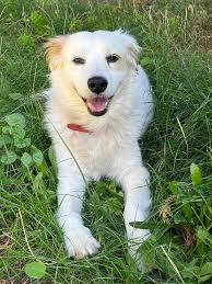 Just wondering if anyone could put these photos together sadly it's the  only photos I have of the dogs 💕 My mum passed away