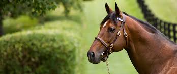 Image result for April Green 1977 Colt
