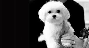 Country acres puppies is located in fairbury illinois. American Maltese Association A National Breed And Member Club Of The American Kennel Club