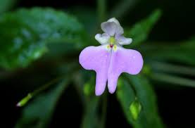 Image result for Impatiens hochstetteri