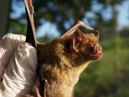 Maybe you would like to learn more about one of these? Vampire Bats Socially Distance When They Feel Sick
