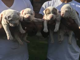 Check spelling or type a new query. Free Pitbull Puppies Toronto