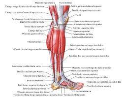 sistema muscular perna sistema muscular anatomia da perna aula de anatomia
