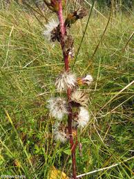 Image result for Ligularia sibirica