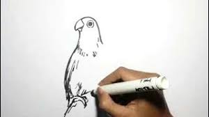 Download now animasi budidaya lovebird 2 dimensi alami part 1. Cara Menggambar Burung Lovebird Dengan Mudah By Adi Tri