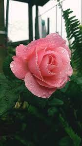 Vintage roses wallpaper backgrounds, rose wallpaper iphone. 1 000 Best Rose Videos 100 Free Download Pexels Stock Videos