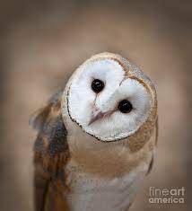 Curious Barn Owl Closeup Portrait Photograph by Brandon Alms