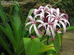 But, like all subtropicals, they have specific preferences. Pin On Plants Flowers