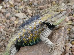 Arizona Lizard Black And White Tail Arizona Wildlife Desert Life Desert Animals Arizona Road Trip