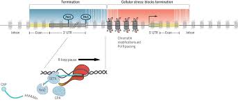 Choose from 226 different sets of flashcards about rna polymerase on quizlet. Transcriptional Termination In Mammals Stopping The Rna Polymerase Ii Juggernaut Science