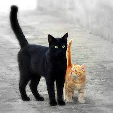 Black And Orange Tabby Kitten 