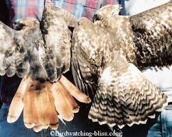 These beautiful birds are north america's most common hawks. Red Tailed Hawk Identification And Photos