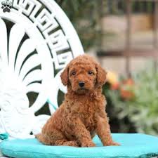 Blue ridge goldendoodle puppies is centrally located in the beautiful smoky mountains of tennessee. Bella F1b Mini Goldendoodle Puppy For Sale In Pennsylvania