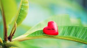 Cute Nature Love Wallpaper Love Wallpaper I Love You Images Love You Images