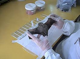 Resultado de imagen para murciÃ©lago rabia