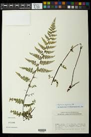 Image result for Asplenium abyssinicum