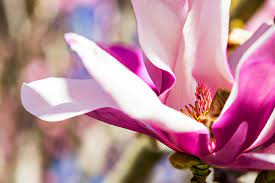 1324 fort campbell blvd, clarksville, tn 37042, usa. Magnolia Flower Shop Best Flower Wallpaper