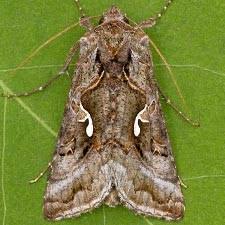 Image result for Autographa macrogamma