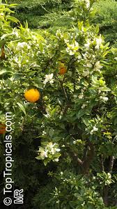 Image result for Citrus × aurantium