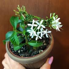 Image result for Pavetta sp. I