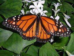 Sobre Mi Pagina Web De Alexgarden Mariposa Monarca Danaus Plexippus Monarcas