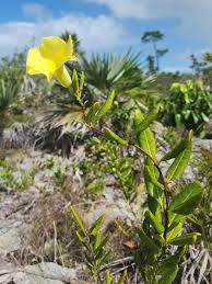 Image result for Pentas schumanniana