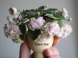 Trailing African Violets Saintpaulias African Violets Saintpaulia Different Shades Of Green