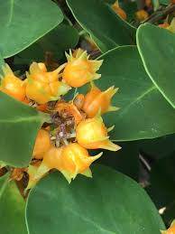 Image result for Pterocelastrus