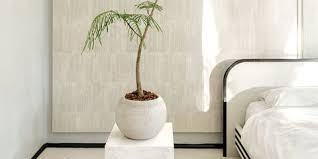 35 Best Indoor Plants For Apartments Best Houseplants For Apartment Dwellers