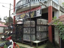 10 jalan melaka raya 20, taman melaka raya, 75000, melaka. Exotic Pet Shop Kampung Sungai Serai The Thrifty Traveller