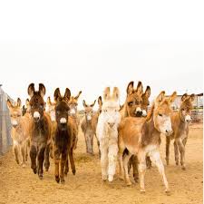Animal Encounters In Texas Include A Ranch Filled With Mini Rescue Donkeys Narcity Donkey Rescue Animals Cute Donkey