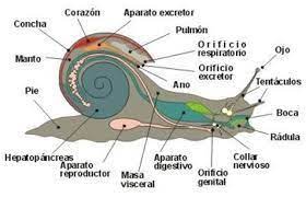 En Los Moluscos La Boca Contiene La Radula Un Organo Que Les Permite Raspar Y Roer Los Alimentos A Co Animales Invertebrados Sistema Excretor Ciencia Animal